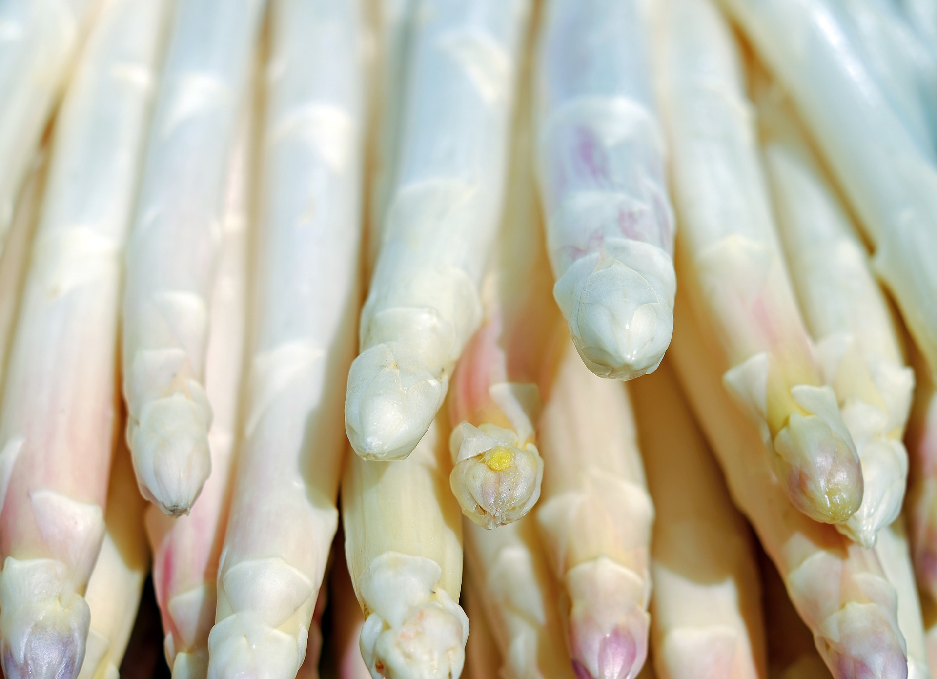 Spargel Spargel